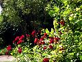 gal/holiday/Yeovil Area 2007 - Tintihull Gardens/_thb_Tintinhull_Gardens_P1010015.jpg